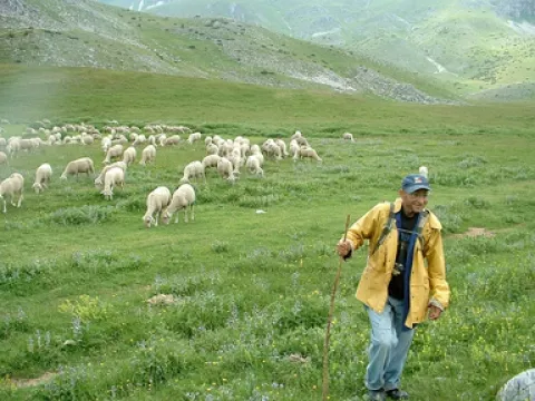 BAA BAA : Sheep roam in the pristine countryside near the town of Gostivar.