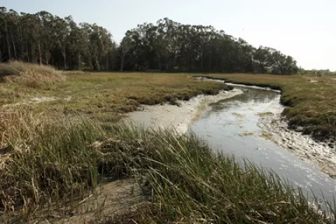 EAST SWEET SPRINGS : Eight acres of bayfront property in Los Osos will be set aside for birds, wildlife, native plants, and public access. - PHOTO BY STEVE E. MILLER