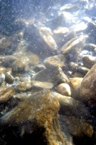 SAFE FOR FISH: In the early ’90s, when SLO upgraded its Prado Road sewer facility, the previous near-constant flow of chlorine and ammonia ended and threatened steelhead began to return and even thrive in the southern portion of the creek. - CHRISTOPHER GARDNER
