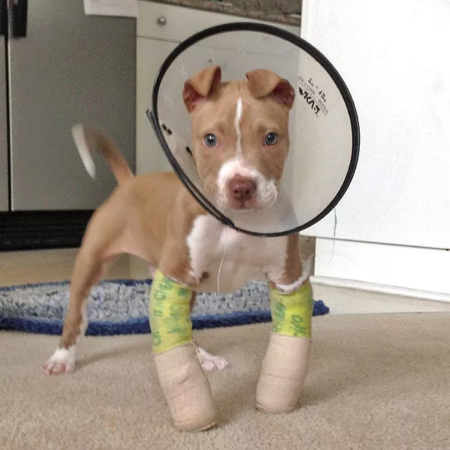 hercules pitbull puppies