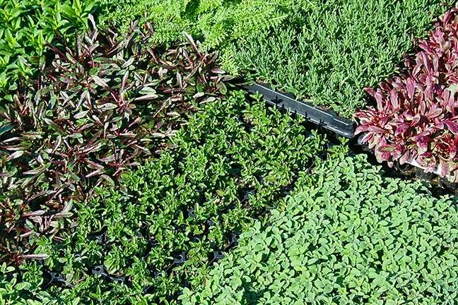 LUSH: In business since 1984, San Luis Obispo-based Growing Grounds offers California natives, Mediterranean perennials, succulents, restoration and mitigation plants, a wide variety of grasses, and a selection of perennial herbs. - PHOTO BY HAYLEY THOMAS CAIN
