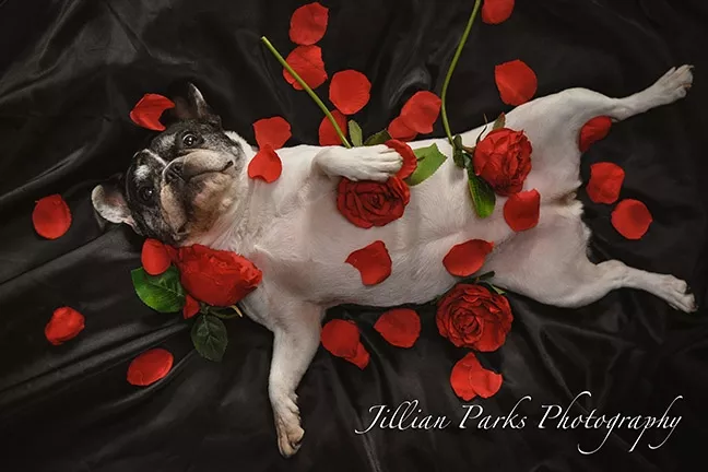 OOH LA LA: A sassy pup shows its playful side in Jillian Parks’ 'French Beauty.' - PHOTO COURTESY OF JILLIAN PARKS