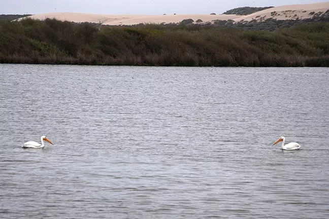 WILD KINGDOM: Oso Flaco Lake is thriving with bird life, including large white pelicans constantly looking for fish. - PHOTO BY CAMILLIA LANHAM