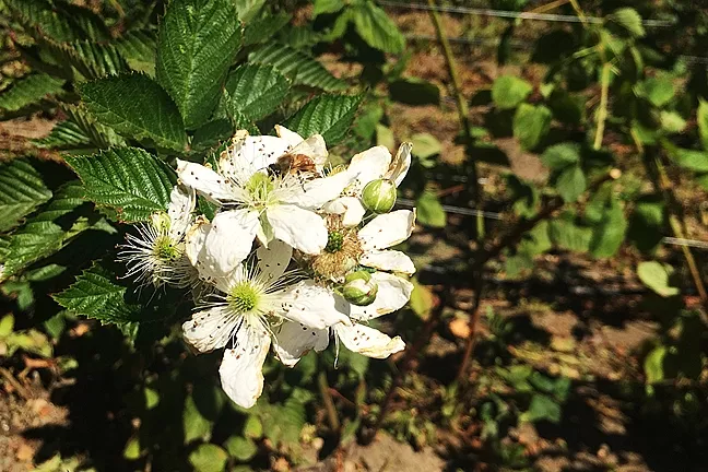 POLLINATOR: Bees buzz along the rows of berry trellises between Linn’s farm store and Santa Rosa Creek Road. - PHOTO BY CAMILLIA LANHAM