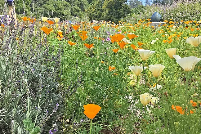 BIODYNAMIC BASH: Branch Mill Organic Farm will play host to a bevy of earthy delights on Saturday, April 15, benefitting the nonprofit’s mission to promote sustainable ag education. The fun includes yoga and dance workshops, arts and crafts, kids’ activities, food and wine vendors, live music, and tours of the farm’s thriving permaculture food forest, biodynamic crops, and vibrant greenhouse. - PHOTO BY HAYLEY THOMAS CAIN