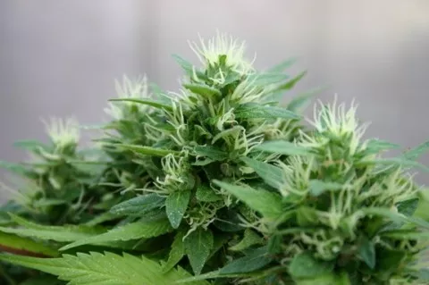 IT’S OFFICIAL The SLO County Board of Supervisors adopted a cannabis ordinance on Nov. 27 that allows 141 growers to register to cultivation permits next year. - FILE PHOTO