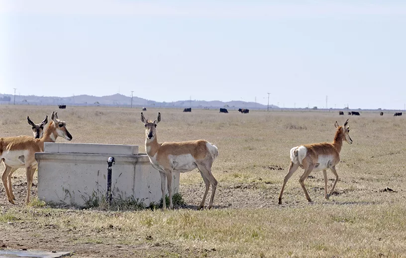 WILD KINGDOM Pronghorn antelope drink from a cattle trough in the California Valley. - PHOTO BY CAMILLIA LANHAM