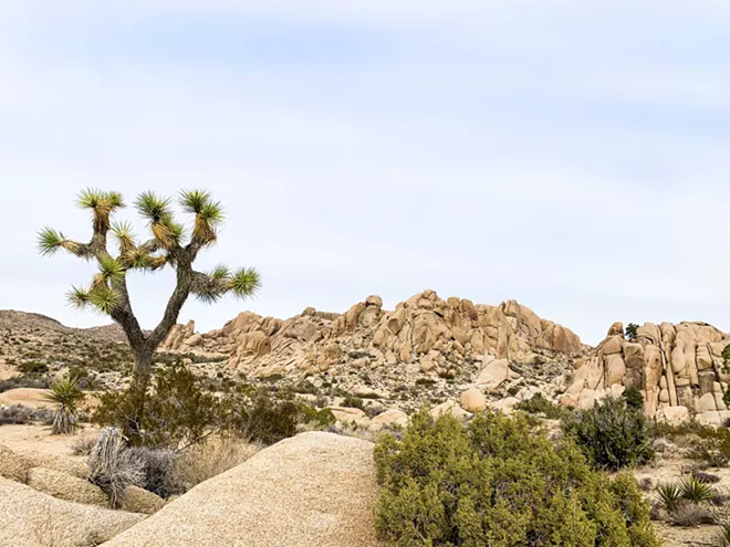 Trailblazing: I hit up Joshua Tree for my 24th birthday - Vimarsana News