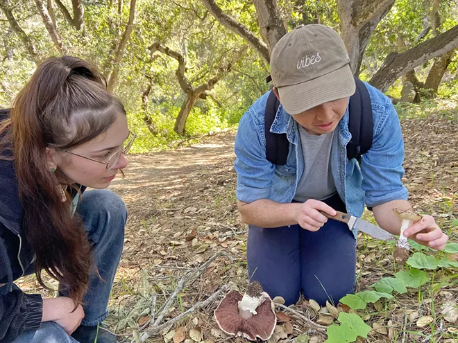 Illegal mushroom foraging on the Fiscalini Ranch Preserve sparks a conversation about sustainability - Vimarsana News