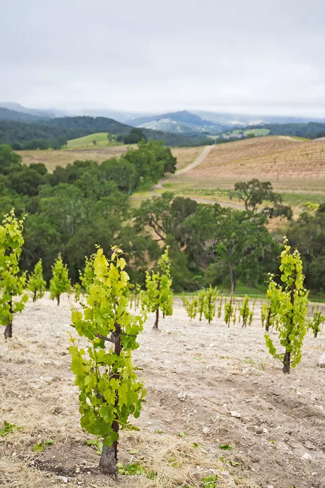 Prices soar for SLO County wine grapes - Vimarsana News