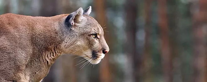 Fish and Wildlife plans to capture and relocate SLO mountain lion - Vimarsana News