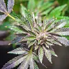 <b>BOTTLENECK</b> Cannabis industry members applying for permits with SLO County complained of "unprecedented" scrutiny from officials at a Board of Supervisors hearing June 19. <b>BOTTLENECK</b> Cannabis industry members applying for permits with SLO County complained of "unprecedented" scrutiny from officials at a Board of Supervisors hearing June 19.