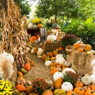 Fall Guide: Pumpkin patches