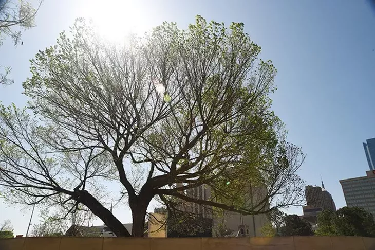 The Survivor Tree with OKC Skyline at the Oklahoma City National Memorial recently. mh