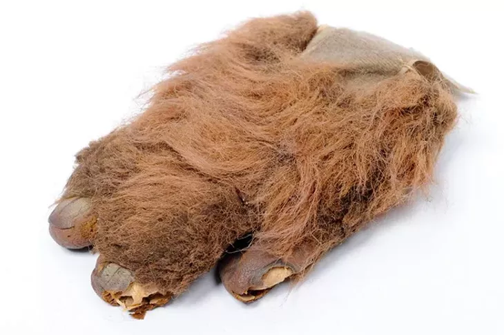 Part of a costume worn by Kendra Wall-Dahl photographed at the Oklahoma Gazette, Thursday, Dec. 17, 2015. Kendra played an Ewok in Star Wars Episode VI: Return of the Jedi. - GARETT FISBECK