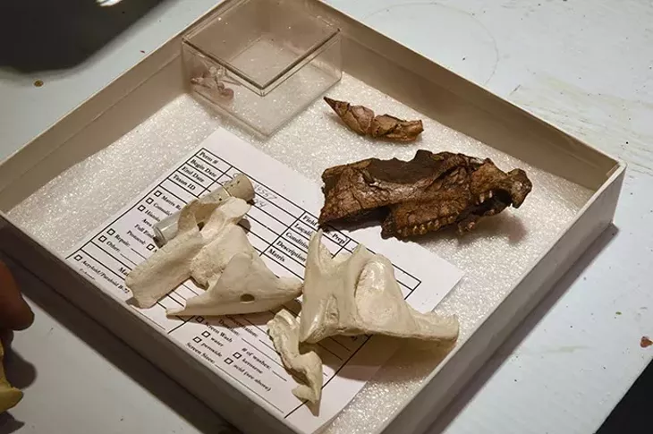 The actual Aquilops fossil are the dark brown pieces, photographed next to plaster castings, before being placed the the public exhibit at the Sam Noble Museum of Natural History. mh