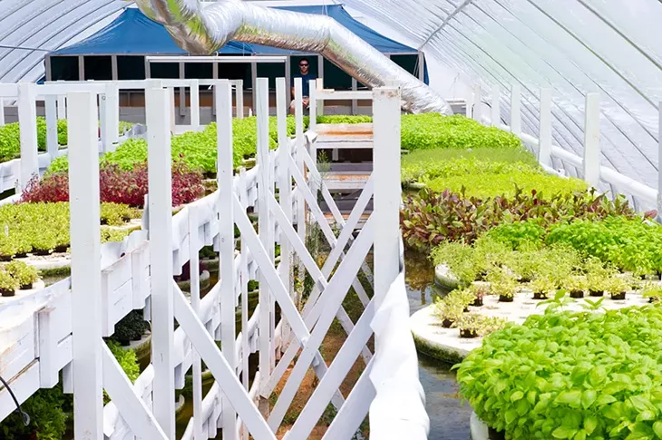 Travis Flatt of Upward Harvest glancing over the top layer of micro greens in his aquaponic garden.Photo/Shannon Cornman - SHANNON CORNMAN