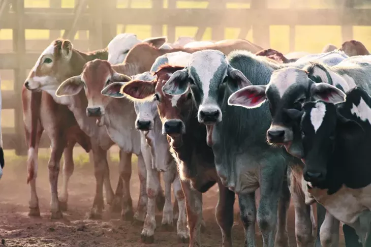 cows at a cattle farm or ranch in brazil - BIGSTOCK