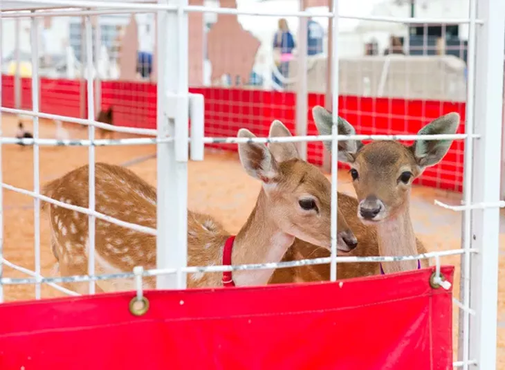 Two yearlings in the petting zoo at the fair. (Shannon Cornman)