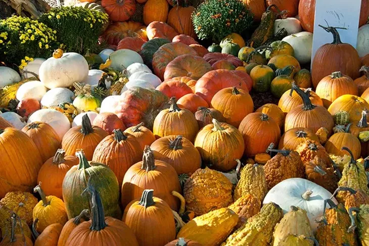 Pumpkinville detail at the Myriad Botanical Gardens, 10-8-2014 (Mark Hancock) more info from press release below - https://www.dropbox.com/sh/idau704ey1hn9q4/AADp79snd335ajh5z63wlBV-a?dl=0 - Pumpkinville, presented by OGE Energy Corp., Returns to Myriad Botanical Gardens Oct. 10 – 31: Opens at Noon, October 10 - Oklahoma City - For the third year in a row, something fall-tastic is happening in the Children’s Garden at Myriad Botanical Gardens. Pumpkinville, presented by OGE Energy Corp., makes its return Oct. 10-31. - Daily hours are 10 a.m. to 5 p.m. Sun. – Thurs. and 10 a.m. to 7 p.m. Friday and Saturday. On opening day, Friday, Oct. 10, Pumpkinville will open at noon. Admission is free for Myriad Botanical Gardens members. Nonmembers pay $5 per child and $3 per adult.