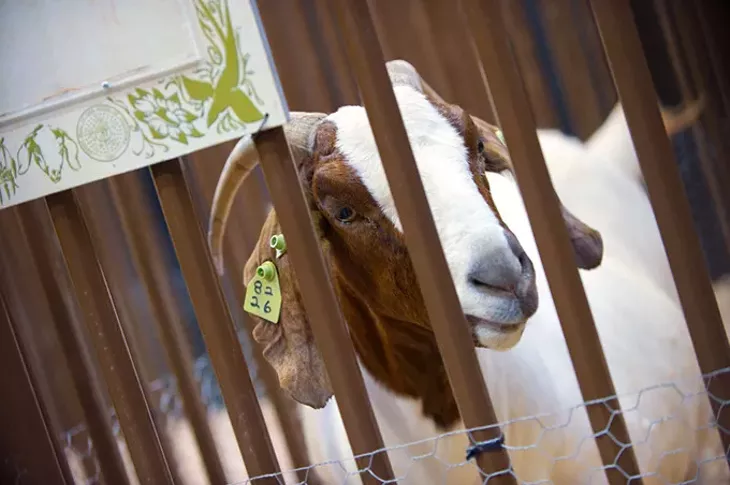 Partners in Anomal Health (OVMA) anticipate the arrival of kids (baby goats) this week at the OK State Fair. (Shannon Cornman)