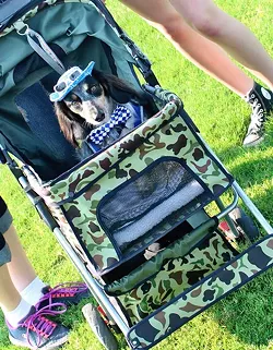 A dog costume contest is among many ways to celebrate National Dog Day at Remington Bark. (Remington Park Racing & Casino / Provided)