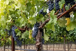 Clusters of ripe red wine grapes on the vine at harvest. Looking up at grapevines in autumn, with green, yellow leaves. Grapes hang from vines in Napa Valley California. - BIGSTOCK