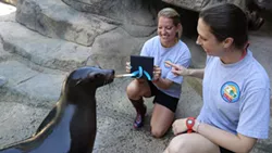 Sea-Lion-OKC-Zoo.jpg