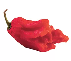 very strongly hot pepper Carolina Reaper or HP22B - BIGSTOCK