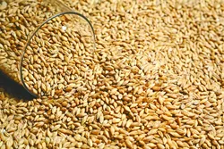 Tall beer glass with barley malt grains on a layer of malt - BIGSTOCK