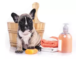 puppy bath time - French bulldog puppy in wooden wash basin with soap suds - BIGSTOCK