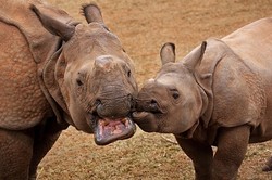 Two of the OKC Zoo&#146;s Indian rhinos.