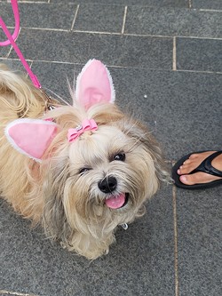 This is the fourth year Myriad Botanical Gardens has hosted an Easter egg hunt for dogs. (Photo Myriad Botanical Gardens / provided)