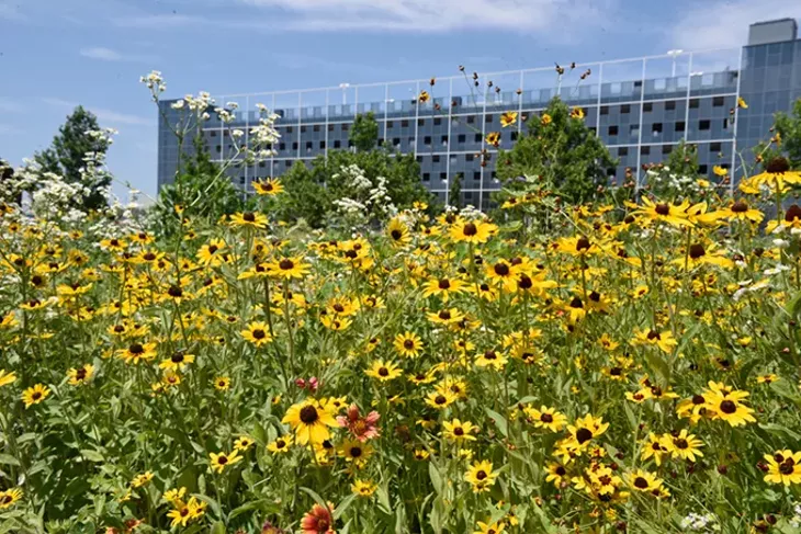 Flowers attract much-needed pollinators to the garden. - JACOB THREADGILL