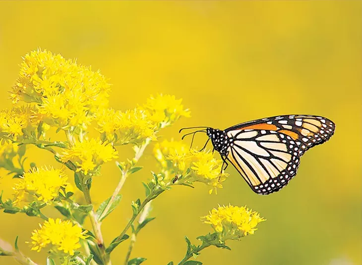 Oklahoma Monarch & Pollinator Collaborative is working to help monarch butterflies in their twice-annual migrations through Oklahoma. - MIKE FUHR / PROVIDED
