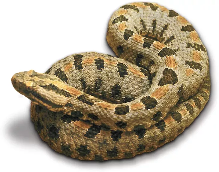 Pygmy rattlesnake - RATTLESNAKE MUSEUM / PROVIDED