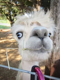 Animals who now live at Milo’s Barn include llamas, pigs, goats and Milo the miniature horse. - JO LIGHT