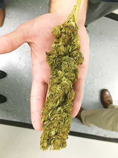 Hemp is used to create CBD products at - Can-Tek Labs in Oklahoma City. CBD supplier Herban Mother uses Can-Tek labs to create - CBD products. - NAZARENE HARRIS