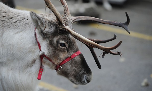 Reindeer will be on hand for photos at the inaugural Holly Jolly Shops. - REVOLVE PRODUCTIONS