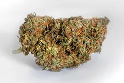 Super Fruit from Steve’s Greens - ALEXA ACE