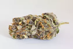 Purple Tangie - ALEXA ACE