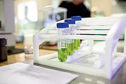 Cannabis samples are placed in a solvent prior to testing. - ALEXA ACE