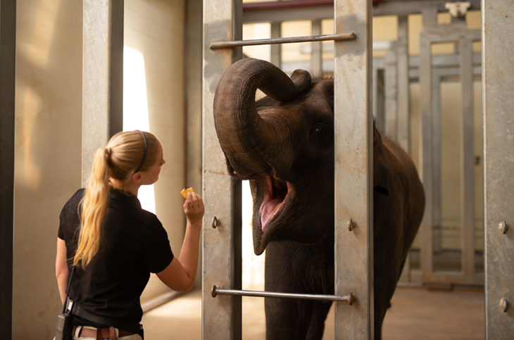 Oklahoma City Zoo's new OKC Zoo @ Two series allows viewers to take a safari from the comfort of home with caretaker chats, wellness exams, behind-the-scenes animal encounters and unexpected adventures. - OKLAHOMA CITY ZOO / PROVIDED