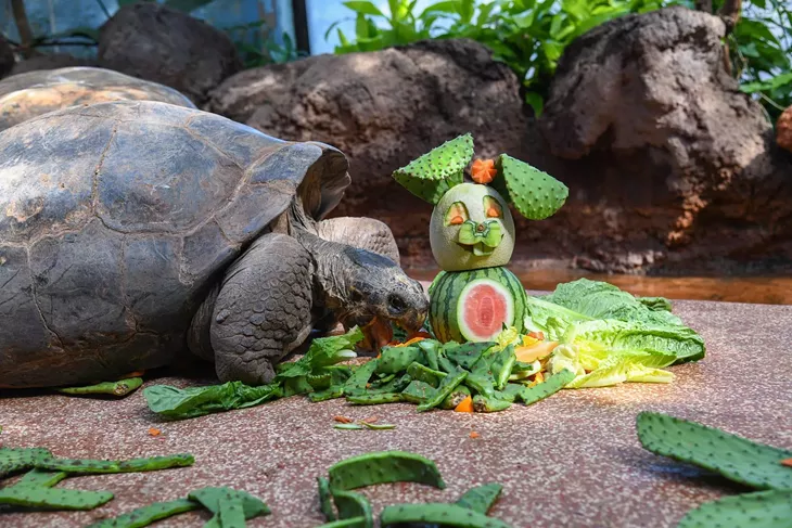 Galapagos tortoise - OKLAHOMA CITY ZOO / PROVIDED