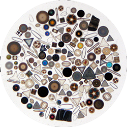 diatom2.png