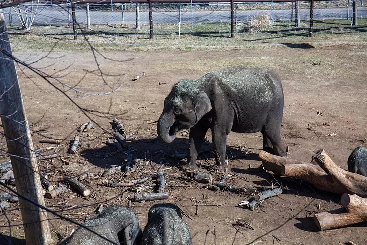 Elephants at the OKC Zoo. - BERLIN GREEN