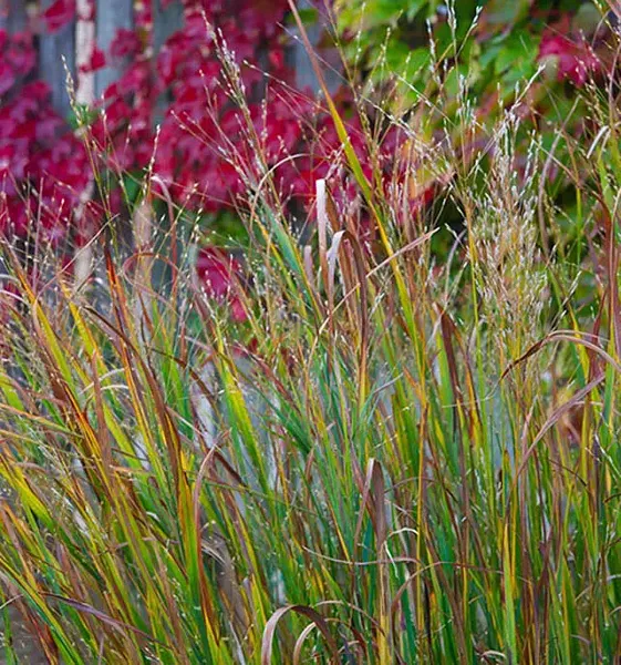 Karl Foerster feathery grass and Boston Ivy add nice fall color to one of Czismadia's Pocket Prairies. (Shannon Cornman)