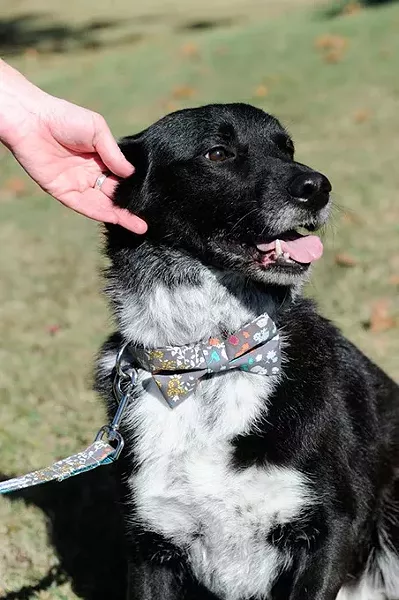 Riley wears his K9 Couture collar and leash in Oklahoma City, Monday, Nov. 2, 2015. - GARETT FISBECK