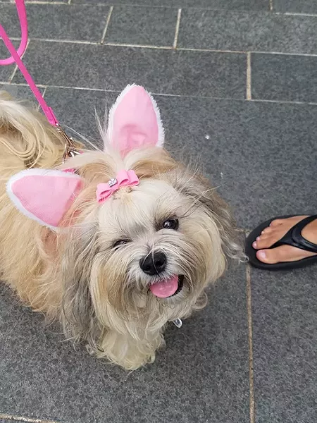 This is the fourth year Myriad Botanical Gardens has hosted an Easter egg hunt for dogs. (Photo Myriad Botanical Gardens / provided)