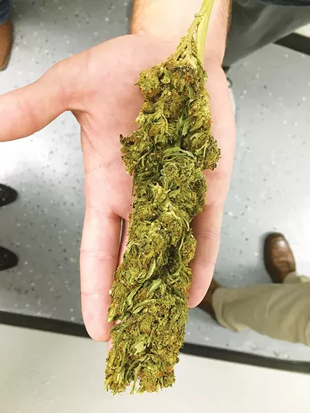 Hemp is used to create CBD products at - Can-Tek Labs in Oklahoma City. CBD supplier Herban Mother uses Can-Tek labs to create - CBD products. - NAZARENE HARRIS